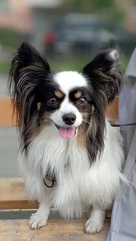 Папийон - Николай Папийон - Николай