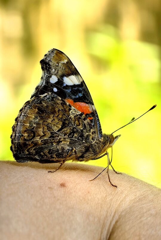 ПередохнУ на руке и снова на цветочки... - Светлана 13.06. ПередохнУ на руке и снова на цветочки... - Светлана 13.06.