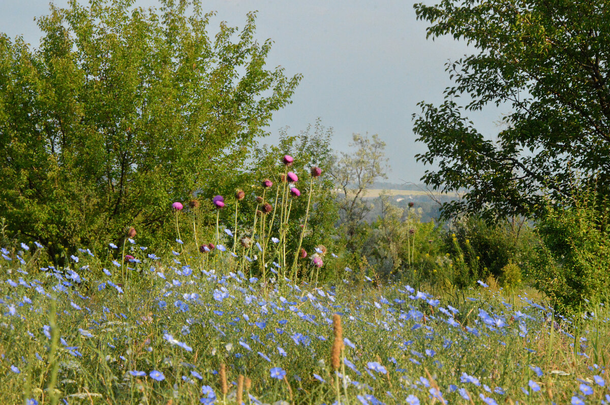 Уютная, цветочная, степная полянка... - Надежда Куркина 