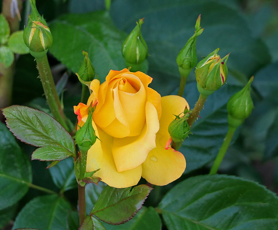 Золотая красавица с детками - Светлана Золотая красавица с детками - Светлана