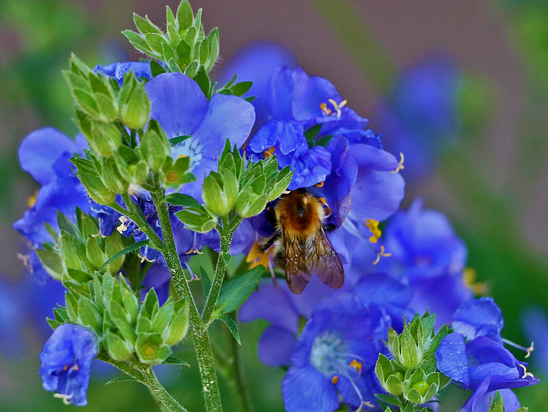 Обед на синюхе - Светлана 
