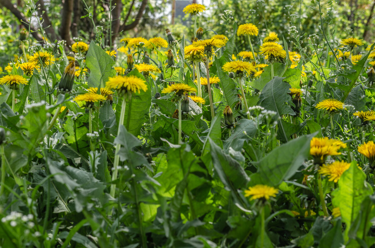 Солнечный отряд - Андрей Щетинин Солнечный отряд - Андрей Щетинин