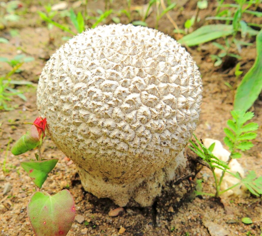 Дождевик - Андрей Снегерёв