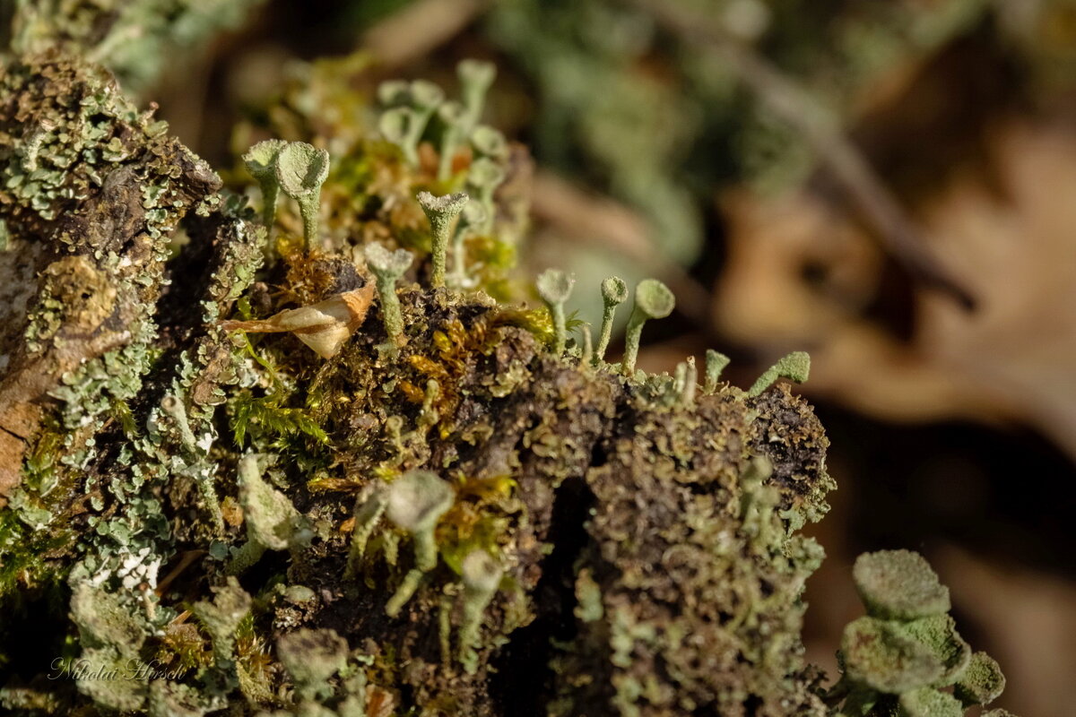 Поселение кладонии... - Николай Гирш Поселение кладонии... - Николай Гирш