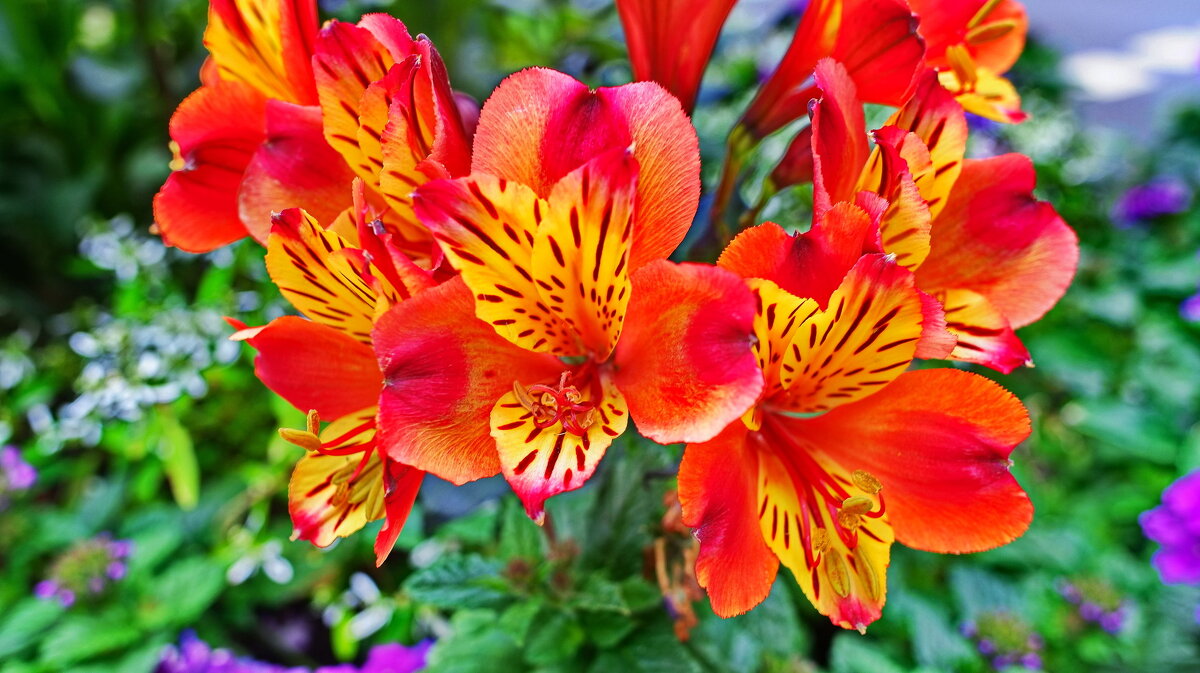 *** - Witalij Loewin