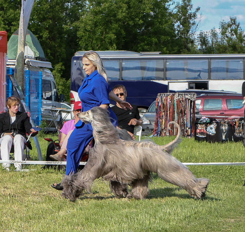 Афганская борзая - Анатолий Шумилин