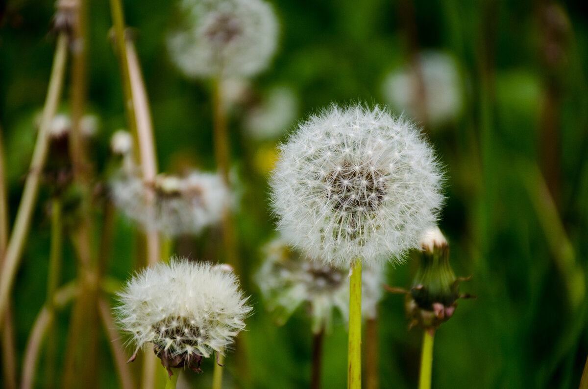 одуванчик) - Елена Кордумова