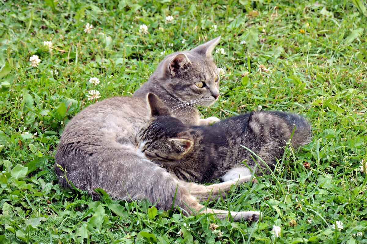 Любимчик - Валерий Судачок