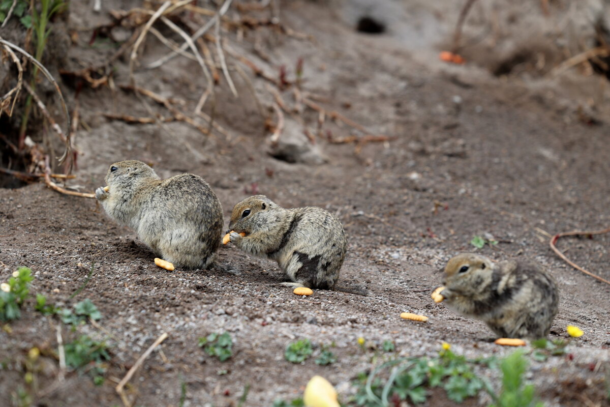 На троих сообразили... - Александр Кондаков