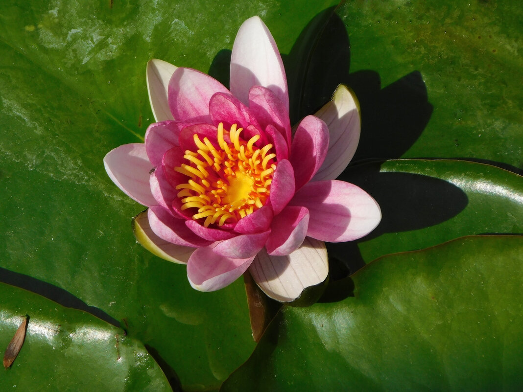 Кувшинки на озере Нижний Кабан - Наиля Кувшинки на озере Нижний Кабан - Наиля