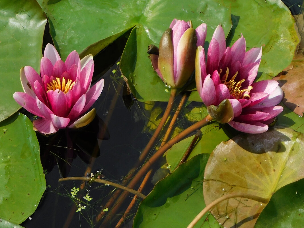 Букет из кувшинок - Наиля 