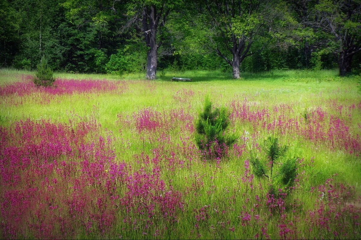 Лето расцветает красками... - Владимир Шошин Лето расцветает красками... - Владимир Шошин