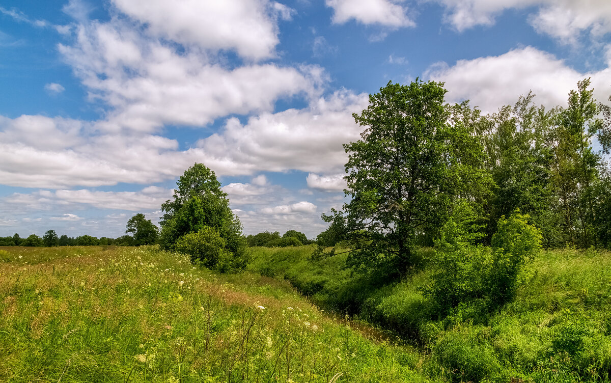 Подмосковный июнь - Андрей Дворников