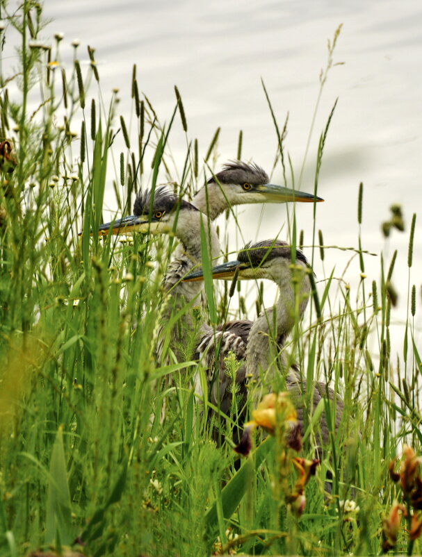 На страже - Леонид Иванчук
