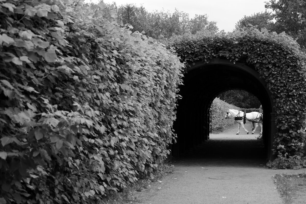 Лошадка - Dar(k) Life