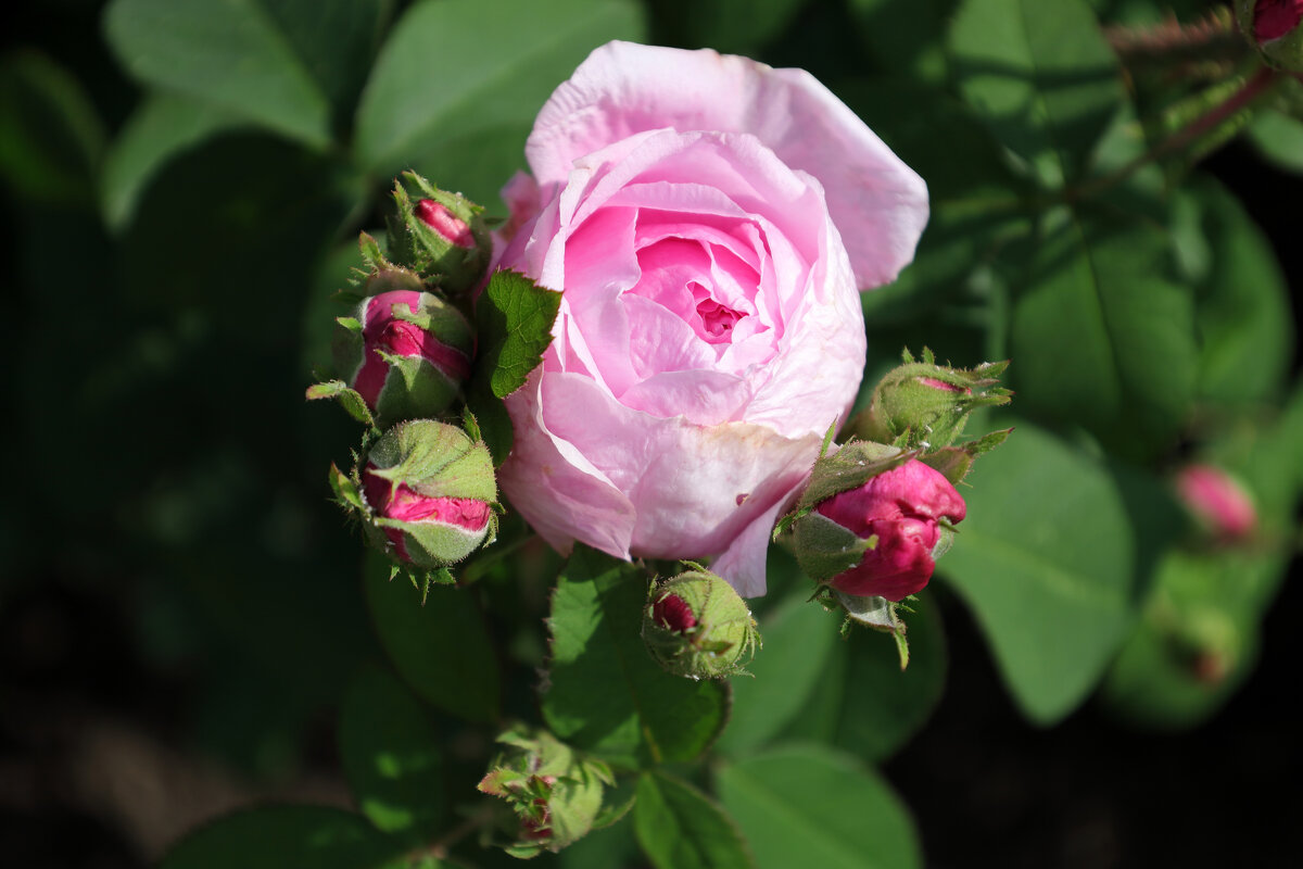 Роза - Dar(k) Life