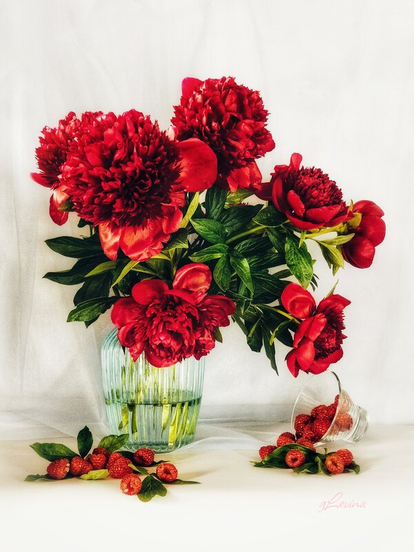 Завели пионы. - Галина Левина