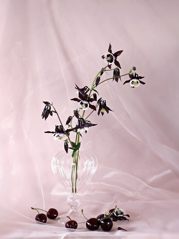 Компаньоны. - Галина Левина