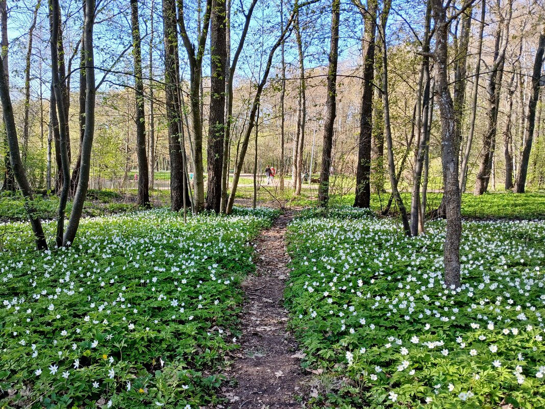 Иду по тропинке, а вокруг цветочные поляны! - Лия ☼