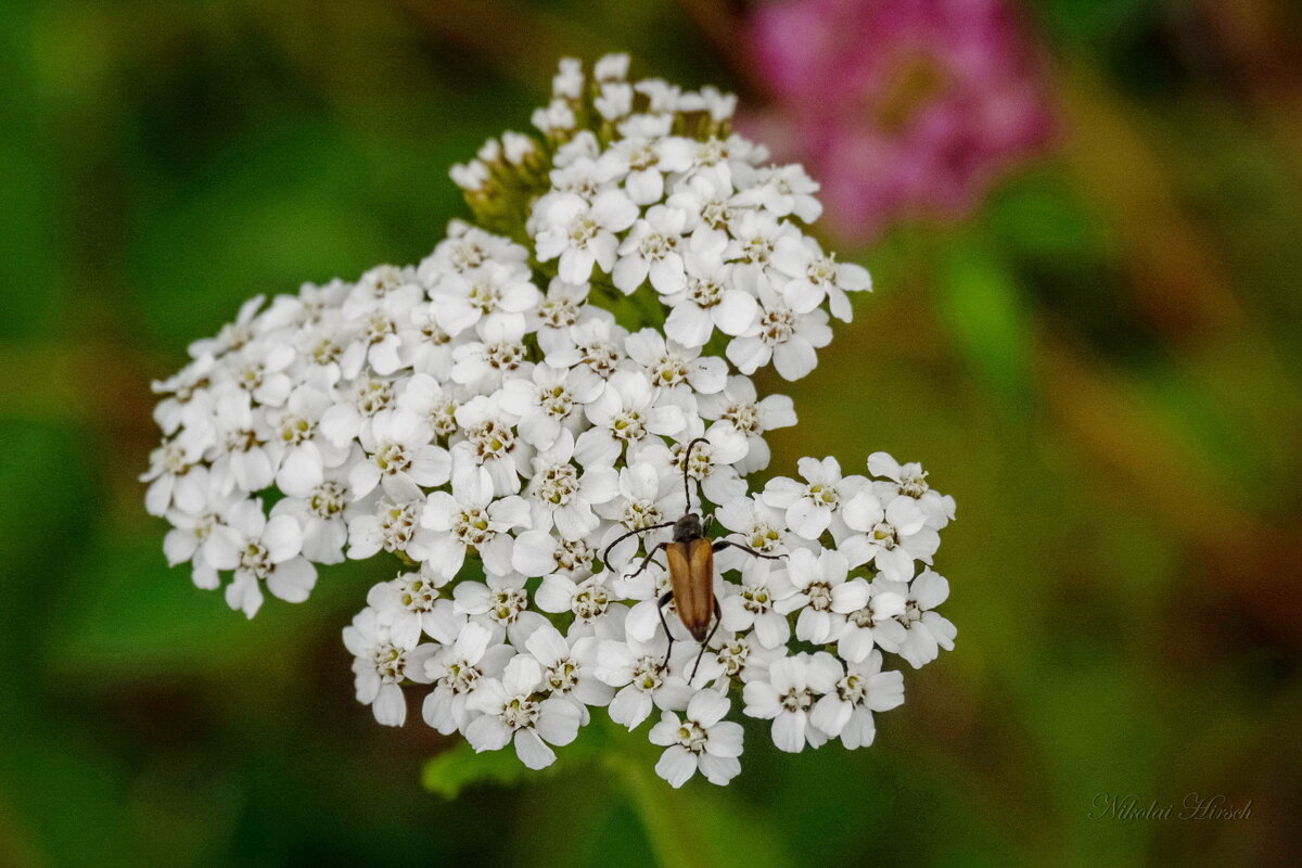 Дела насущные... - Николай Гирш Дела насущные... - Николай Гирш