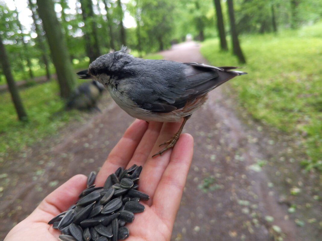 Поползень - Сапсан Поползень - Сапсан