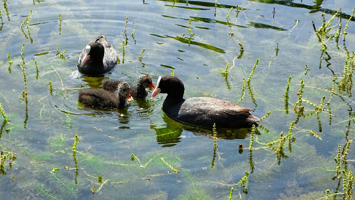 Лысухи кормят лысушат. - Милешкин Владимир Алексеевич Лысухи кормят лысушат. - Милешкин Владимир Алексеевич