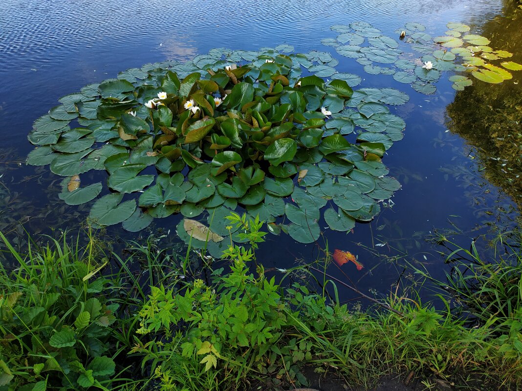 * * * - Андрей Лукьянов * * * - Андрей Лукьянов