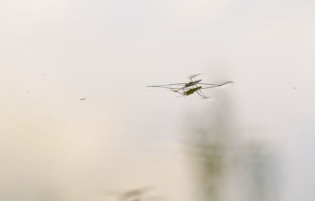 водомерка - Осень 