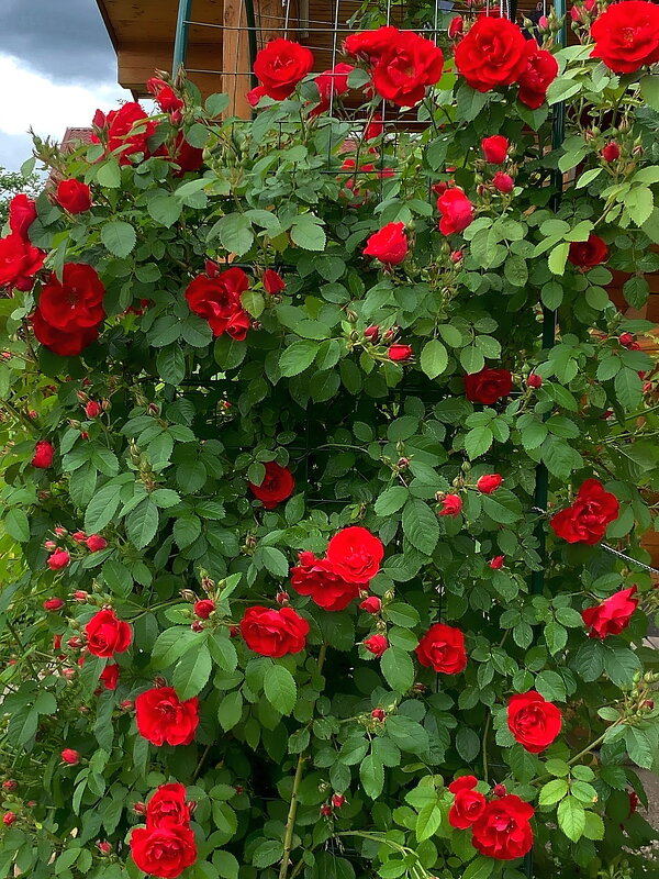 Розы — это символы нежности и красоты - Ольга Довженко