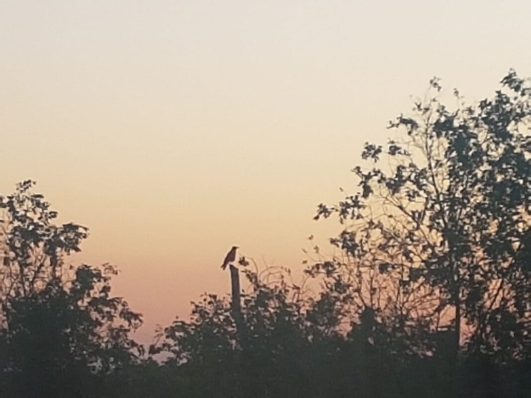 Утро, июнь - Георгиевич 