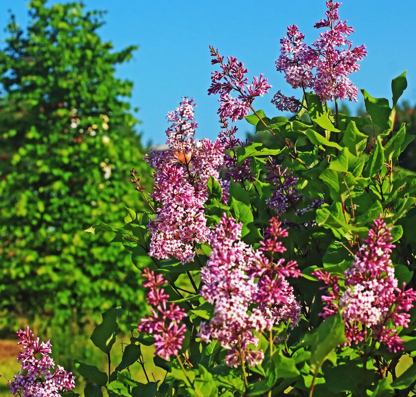 Сирень  и летнее солнцестояние! - Владимир 