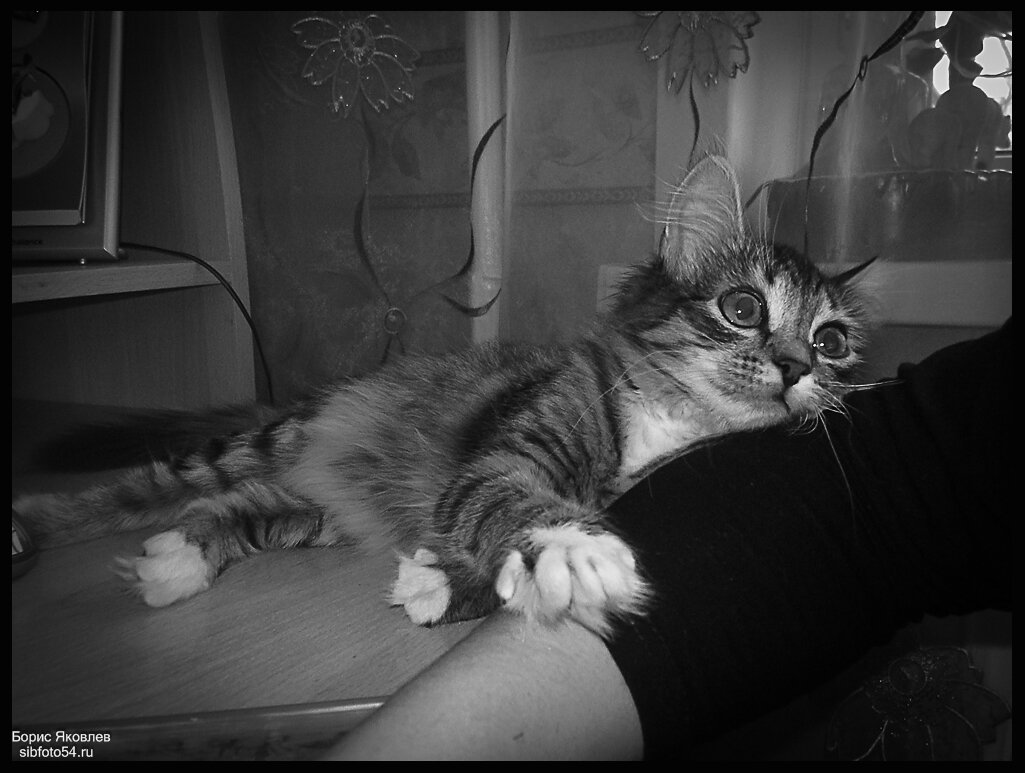 Мама, ну ты чего?! Я же с тобой! - Борис Яковлев Мама, ну ты чего?! Я же с тобой! - Борис Яковлев