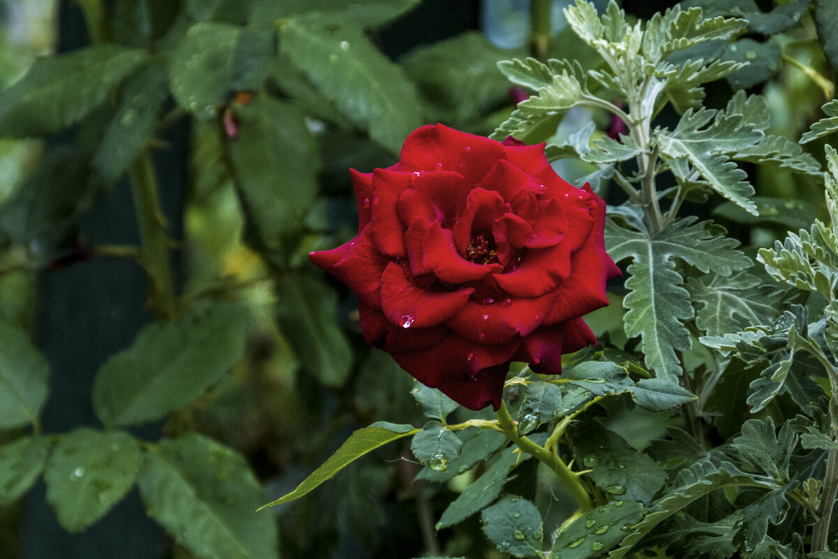 Алая  роза - Валентин Семчишин