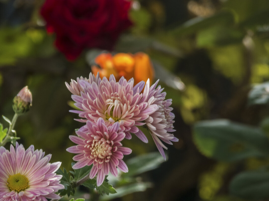 Хризантемы - Валентин Семчишин