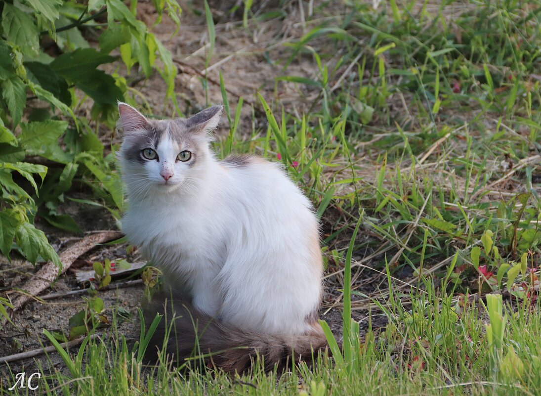 Случайные встречи - Любовь Сахарова Случайные встречи - Любовь Сахарова