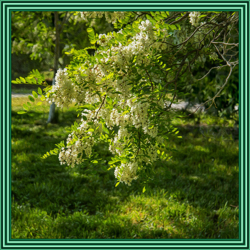 Акация - Анатолий Чикчирный