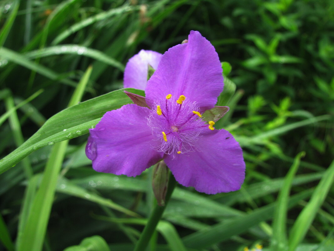 Красивая традесканция - Людмила Смородинская