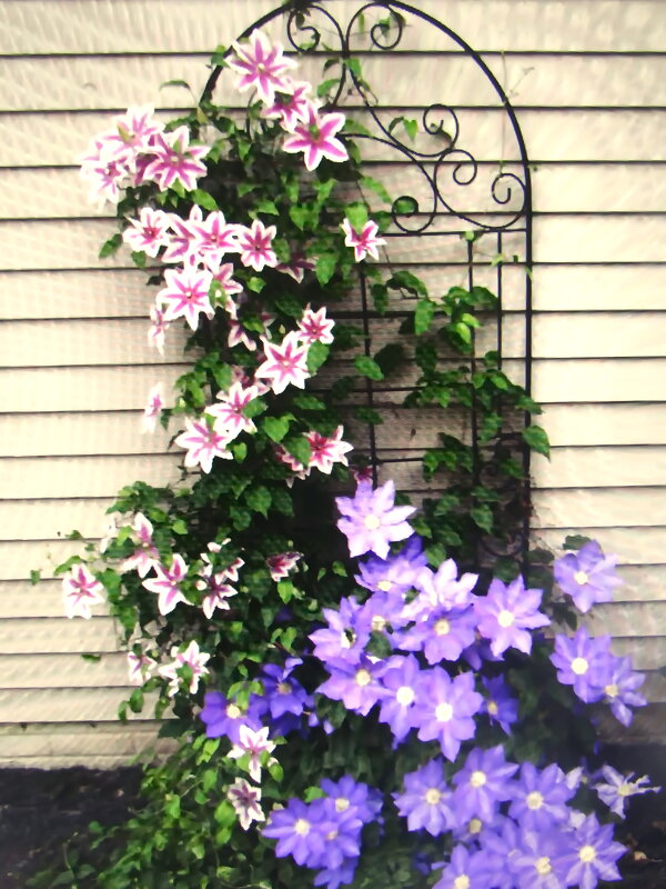 Красота у дома - Людмила Смородинская Красота у дома - Людмила Смородинская