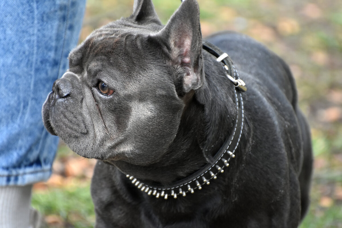 Москва. Парад французских бульдогов в усадьбе «Воронцово». - Наташа *****