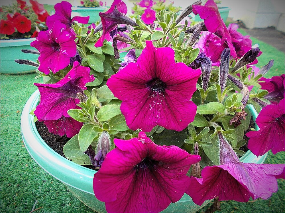 Городские цветы - Alisia La DEMA