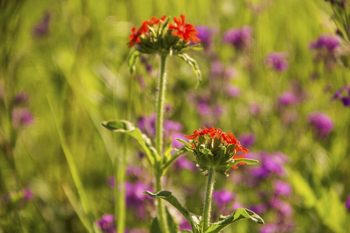 лихнис халцедонский зорька - Владимир Кириченко