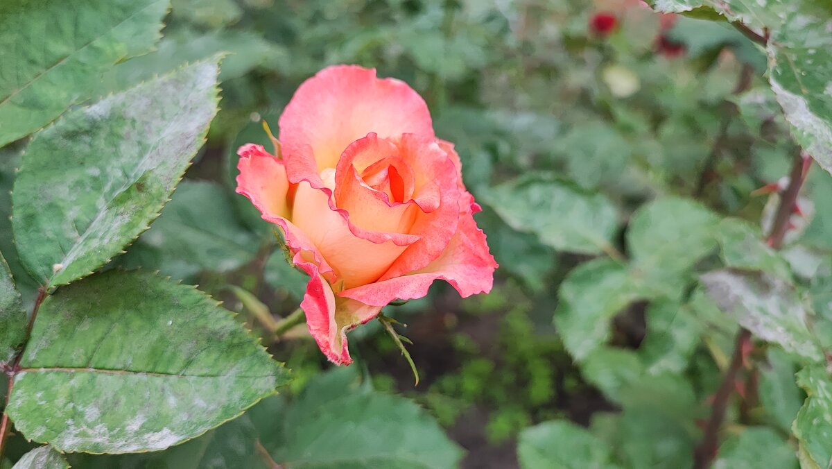 ,,, - Сергей Тимоновский ,,, - Сергей Тимоновский