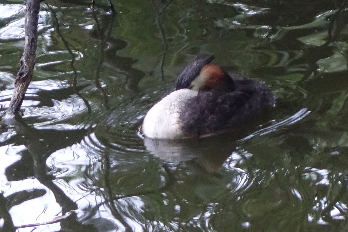 Спящая Чомга - Рита Симонова