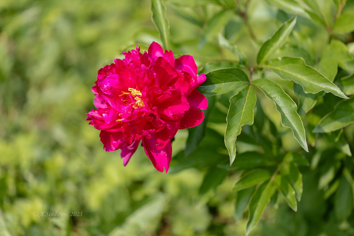 Красный пион - Александр Синдерёв