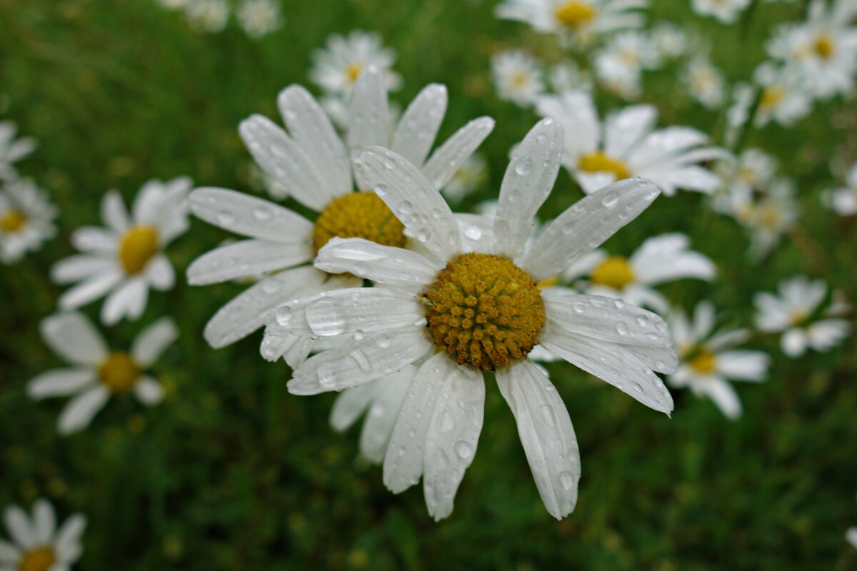 ... - Галина ... - Галина