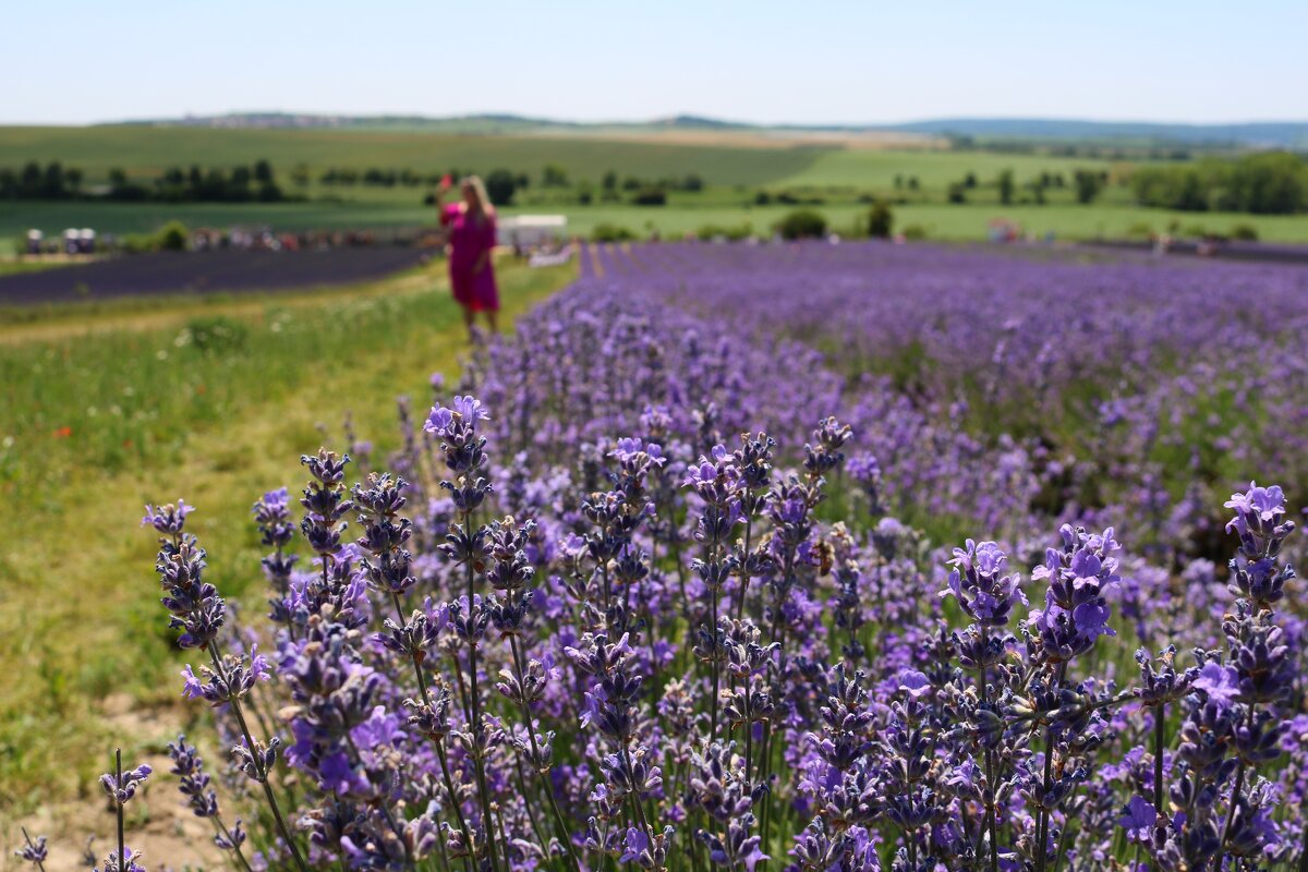 лавандовая ферма - Светлана Баталий лавандовая ферма - Светлана Баталий