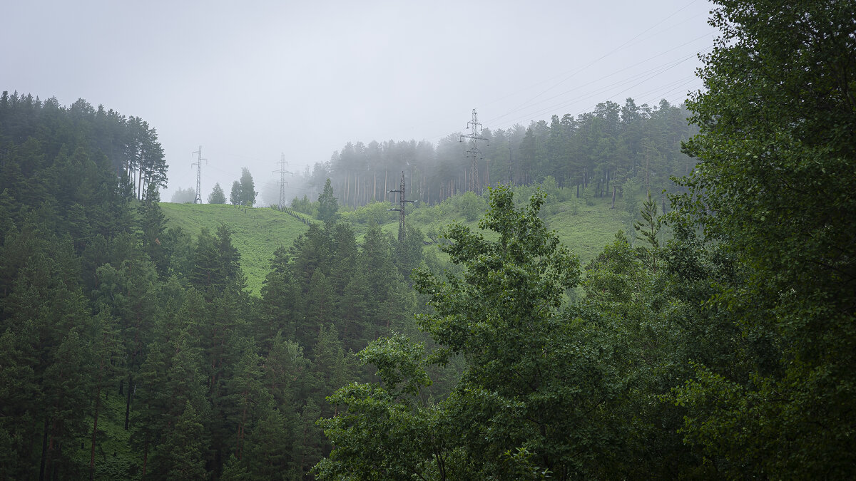 Утренний лес. - Вадим Басов