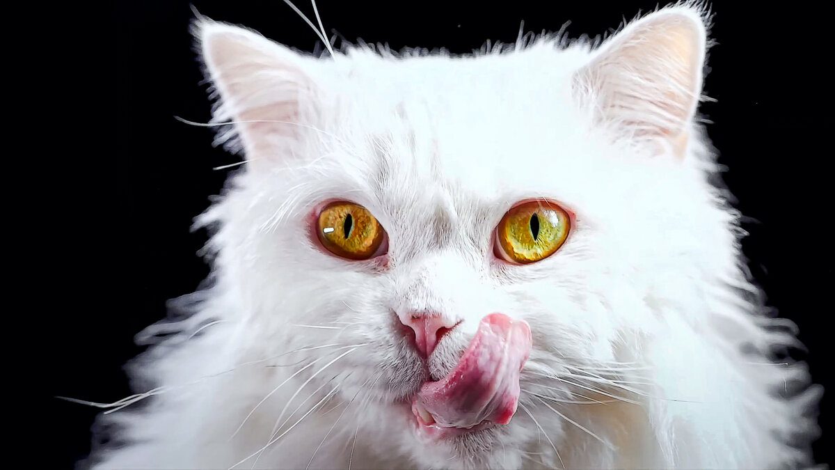 Киса - Aleksey Afonin