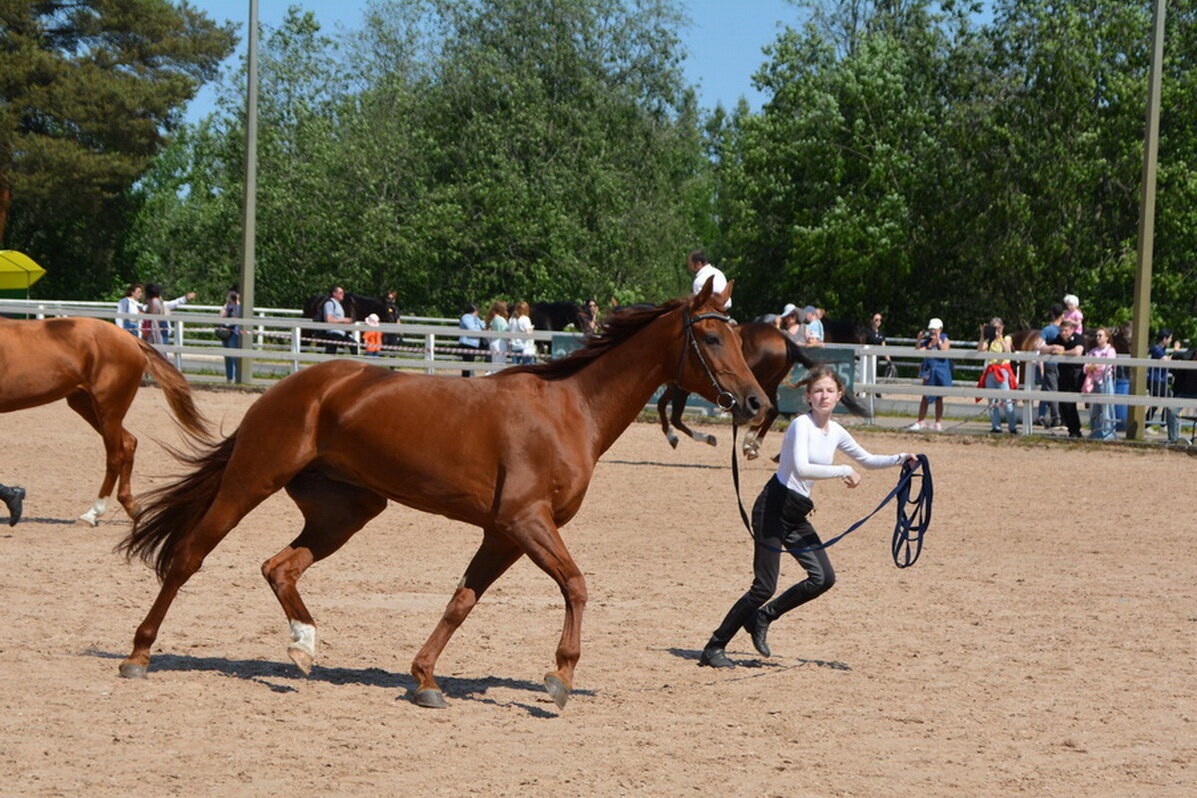 Международная конная выставка "Иппосфера" 2025 - Николай Международная конная выставка "Иппосфера" 2025 - Николай