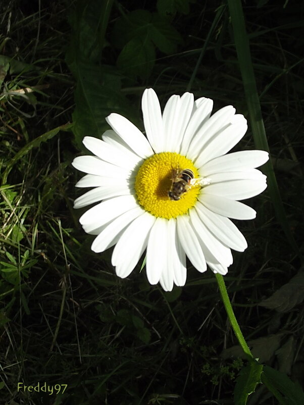 Любит - не любит... - Freddy 97